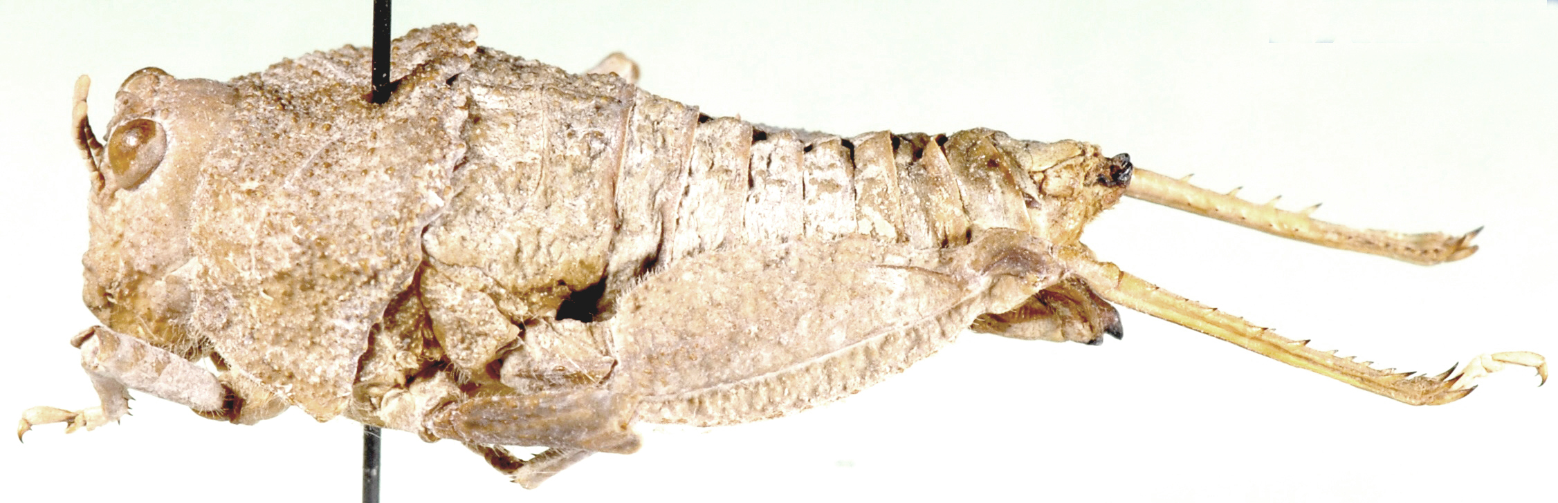 Lathicerus cimex Saussure, 1888: female, lateral view. (Otu).