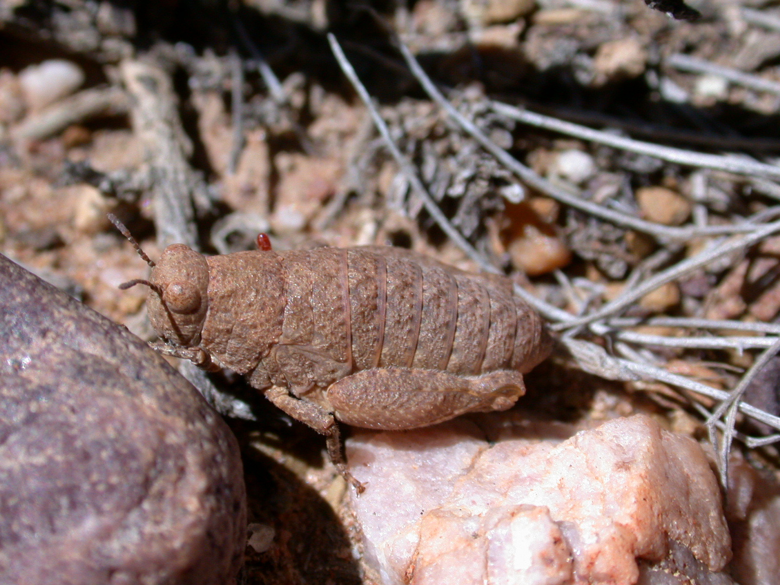 Atacamacris diminuta Carbonell & Mesa, 1972: female. (Otu).