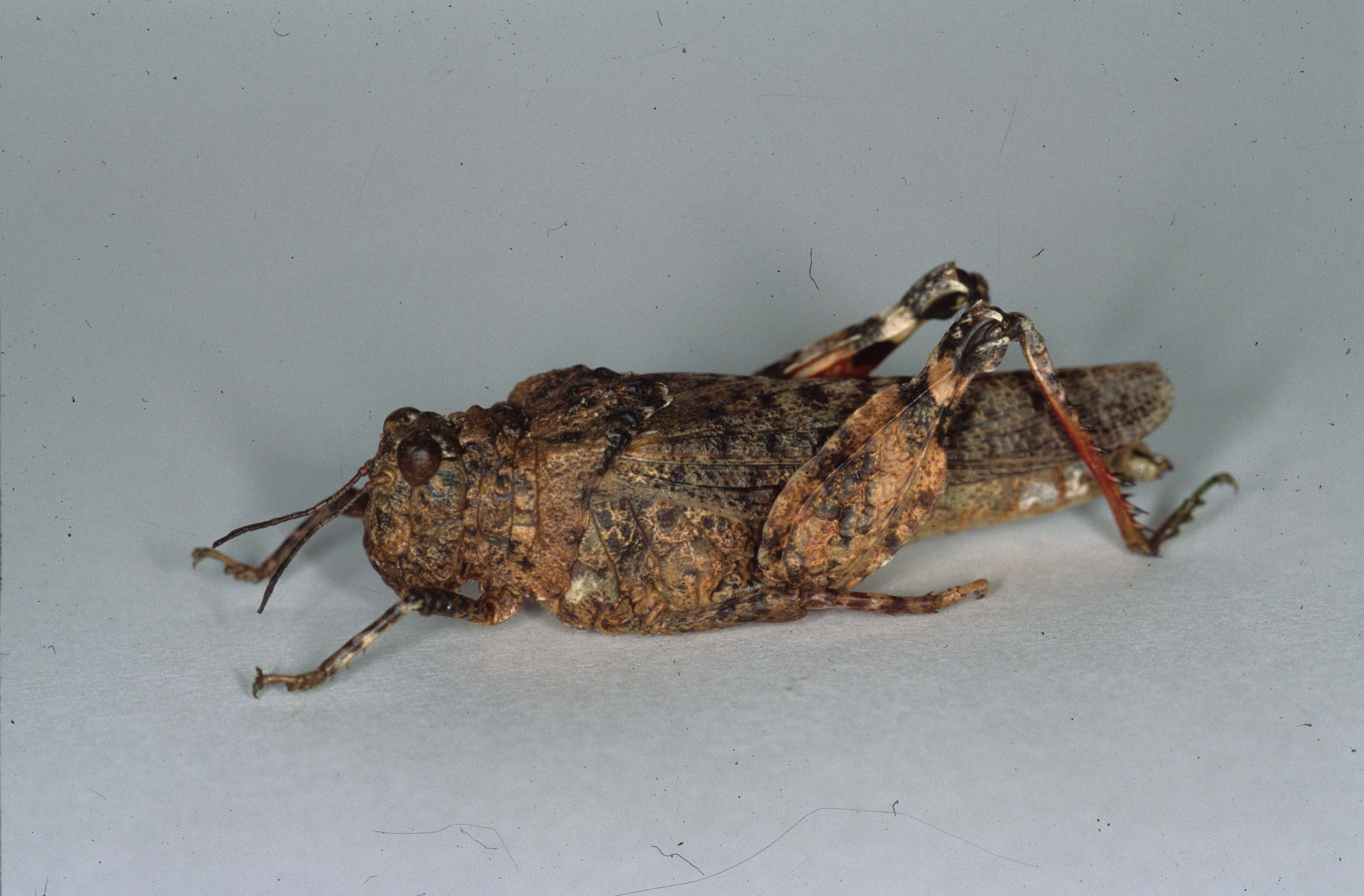 Elasmoderus lutescens (Blanchard, 1851): XI-2000. female (Chile, Coquimbo, S Vicuña - as Chilacris maculipennis). (Otu).