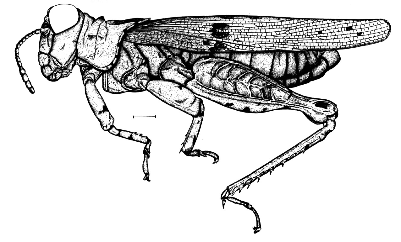 Elasmoderus minutus Cigliano, Ronderos & Kemp, 1989: Fig. 241. male habitus. (Otu).