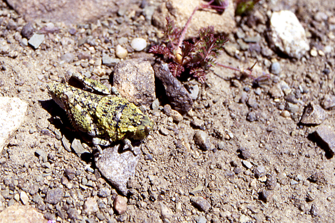 Bufonacris bruchii Brancsik, 1901: female. (Otu).
