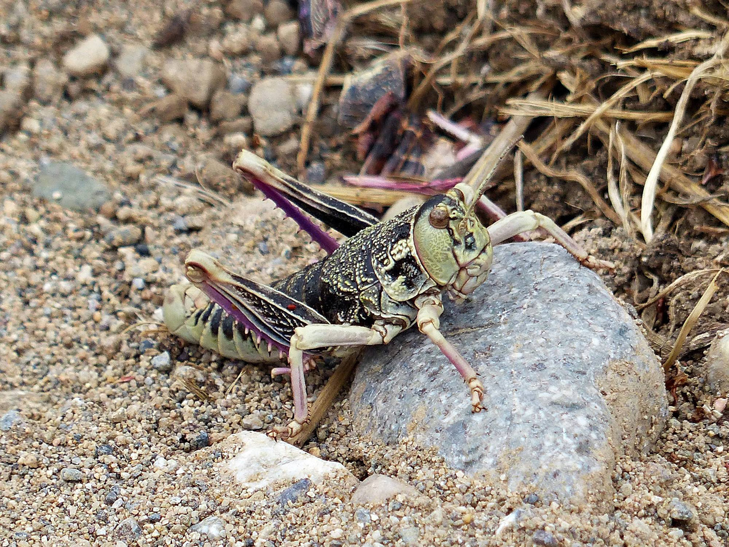 Bufonacris claraziana (Saussure, 1884): male (Tecka, Chubut, Argentina). (Otu).