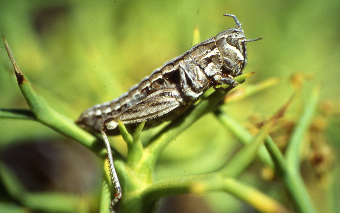 Circacris auris Ronderos & Cigliano, 1989: female (Chubut, Argentina) --- this photo needs to be moved to appropriate species. (Otu).