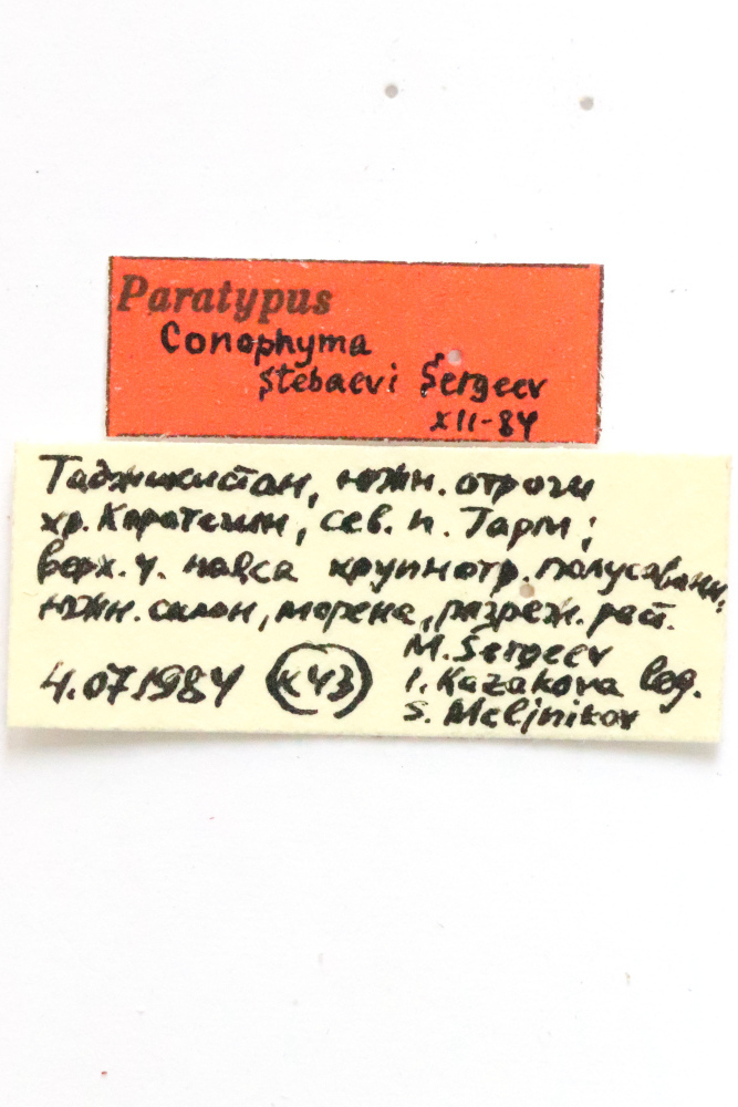 CollectionObject 1589239; dbd7fc07-3be7-4560-9784-5dc744a9e79c: male, labels (paratype). (CollectionObject).