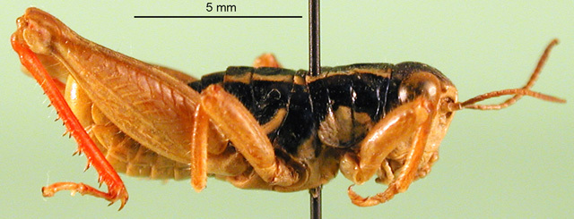 CollectionObject 1502097; 96974d8e-759d-45f3-91e9-2b4e7e7c02ee, DORSA BA000480S01: male, lateral view (paratype). (CollectionObject).