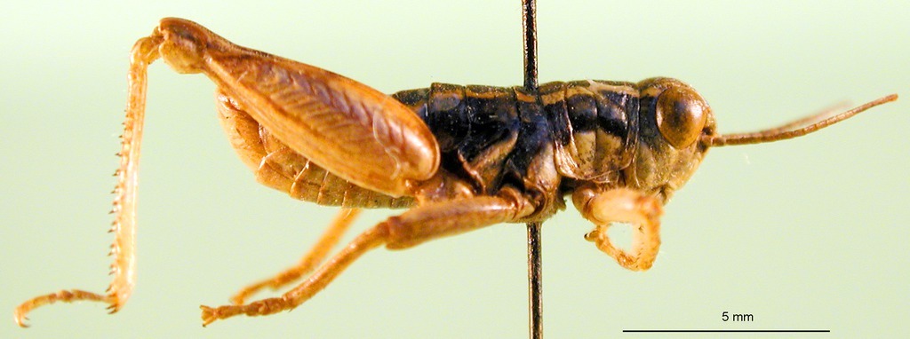 CollectionObject 1590849; 73fa688e-4865-43c5-9d61-8a6ba009373d: male, lateral view (paratype). (CollectionObject).