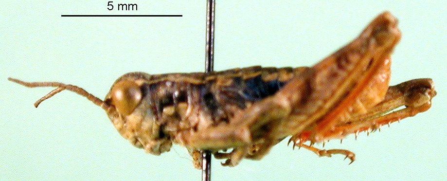 CollectionObject 1590808; 82f61d9d-f8ab-416d-b557-9fa43ce564be: male, lateral view (paralectotype). (CollectionObject).