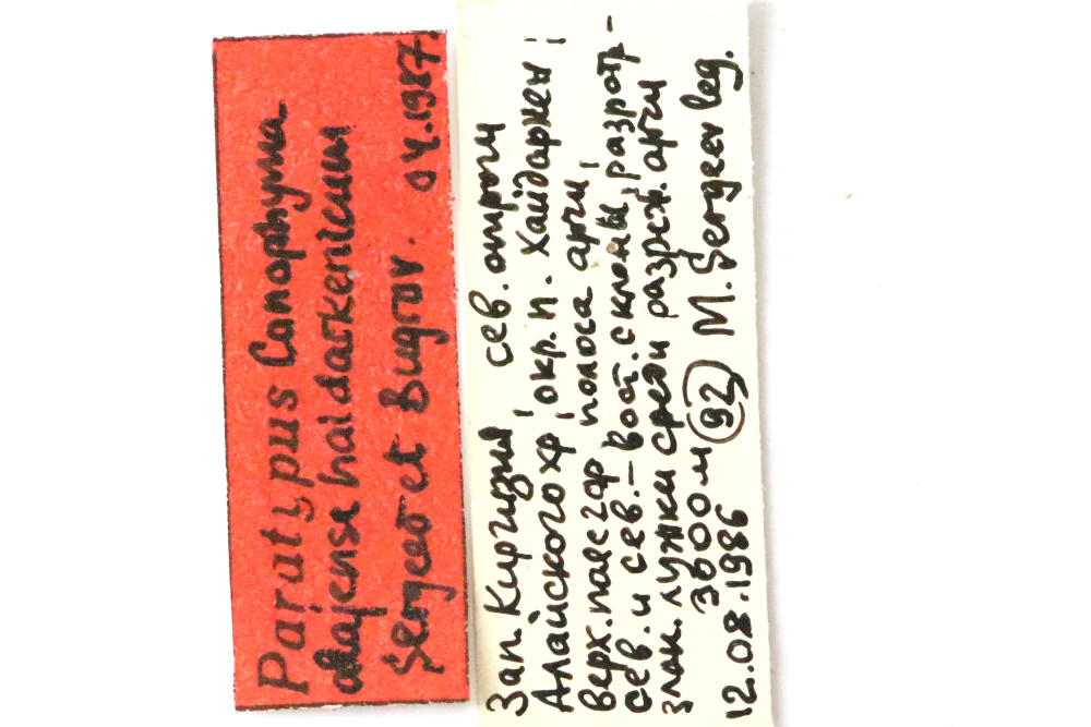 CollectionObject 1528614; 05838e72-e9f6-418e-8a87-fb5c135fc20e: labels (paratype). (CollectionObject).