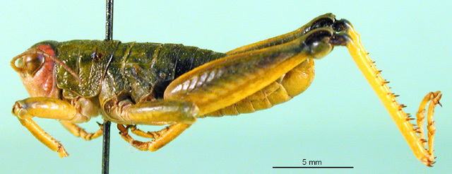 CollectionObject 1502091; 80b1dbb7-b229-4cdc-8687-a0f682abce36: male, lateral view (paratype). (CollectionObject).