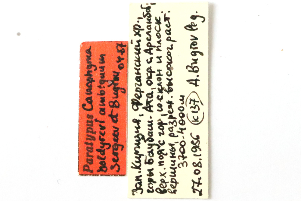 CollectionObject 1589236; fd3daa20-bb3f-4493-a2c6-2397279c1143: male, labels (paratype). (CollectionObject).