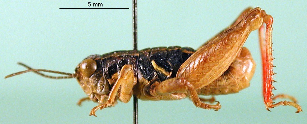 CollectionObject 1590811; 3b414609-a902-40db-9b57-4b417d911168: male, lateral view (paratype). (CollectionObject).