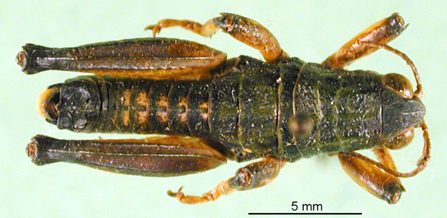Conophyma semenovi semenovi Zubovski, 1898: male from Kazakhstan. (Otu).