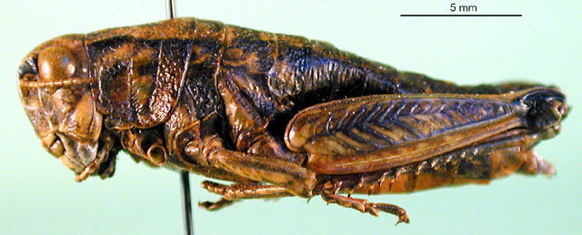 CollectionObject 1567291; 80fc37b2-a585-4321-8f44-2a5ac00dbc50: female, lateral view (paralectotype). (CollectionObject).