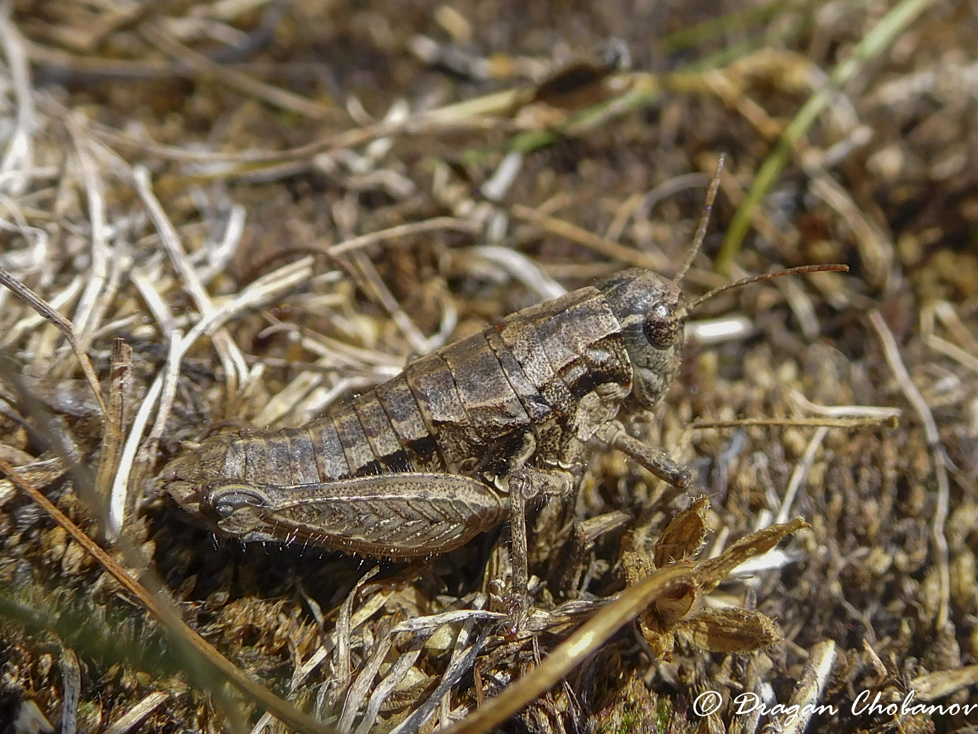 CollectionObject 1578702; 2acb2d20-2eb3-4b7a-9f34-38e4008215dc: female. (CollectionObject).