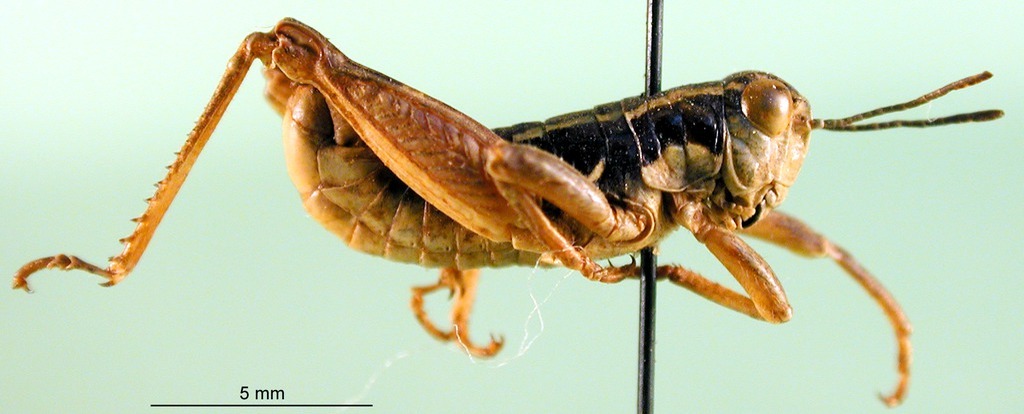 CollectionObject 1590850; 47d3bf42-0356-4169-90df-94184a145528: male, lateral view (paratype). (CollectionObject).