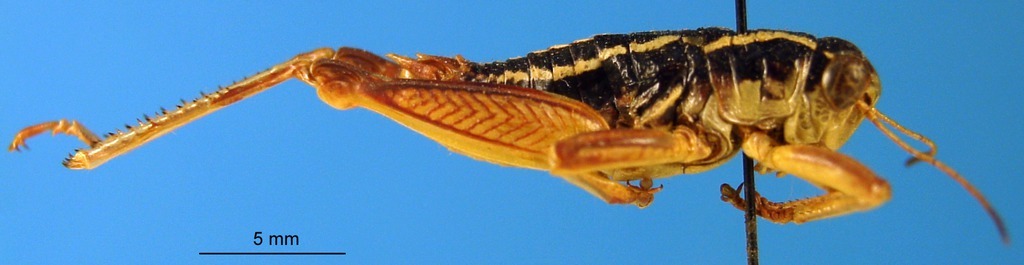 CollectionObject 1505372; 4a1e09ea-4500-485e-8e35-c05ee977a001: male, lateral view (syntype). (CollectionObject).