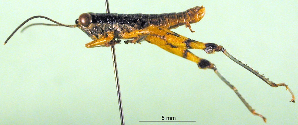 CollectionObject 1501228; 49e1007a-fb9e-48a3-aa61-2db5eb66c3b4: male, lateral view (holotype). (CollectionObject).