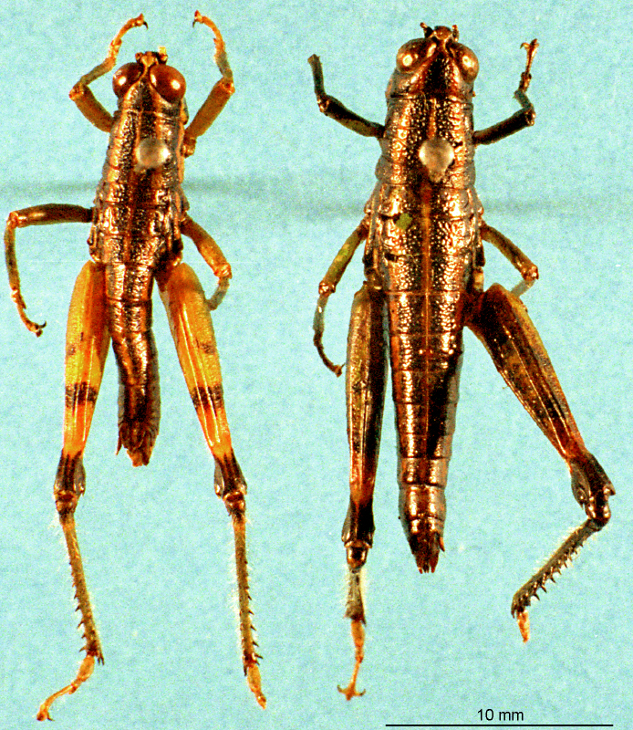 Genimen yunnanense Zheng, Huang & Liu, 1988: male and female, dorsal view. (Otu).