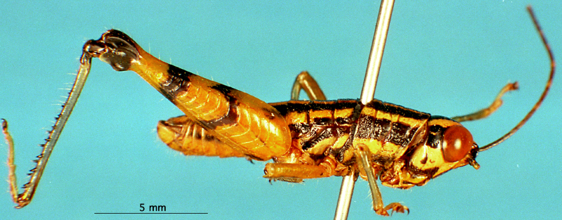 CollectionObject 1503815; fea9afb3-8eb4-4341-97c4-d456013bc625: male, lateral view (holotype). (CollectionObject).