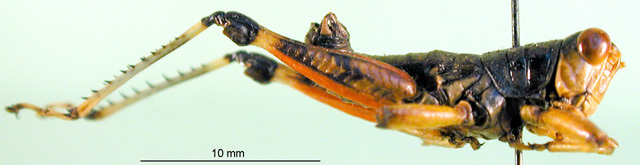 CollectionObject 1502455; cf7f71ed-5a44-42ef-8016-ed6b85fe328e: male, lateral view (paratype). (CollectionObject).