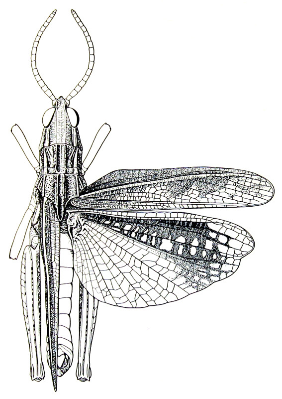 Charilaus carinatus Stål, 1875: Fig. 20. male, dorsal view. (Otu).