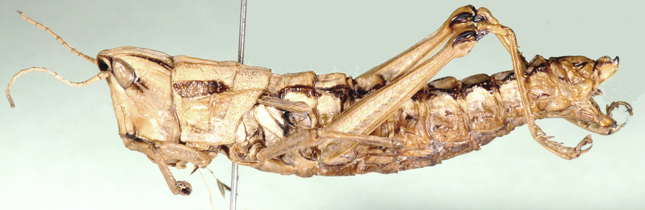 Hemicharilaus monomorphus (Uvarov, 1929): female, lateral view. (Otu).