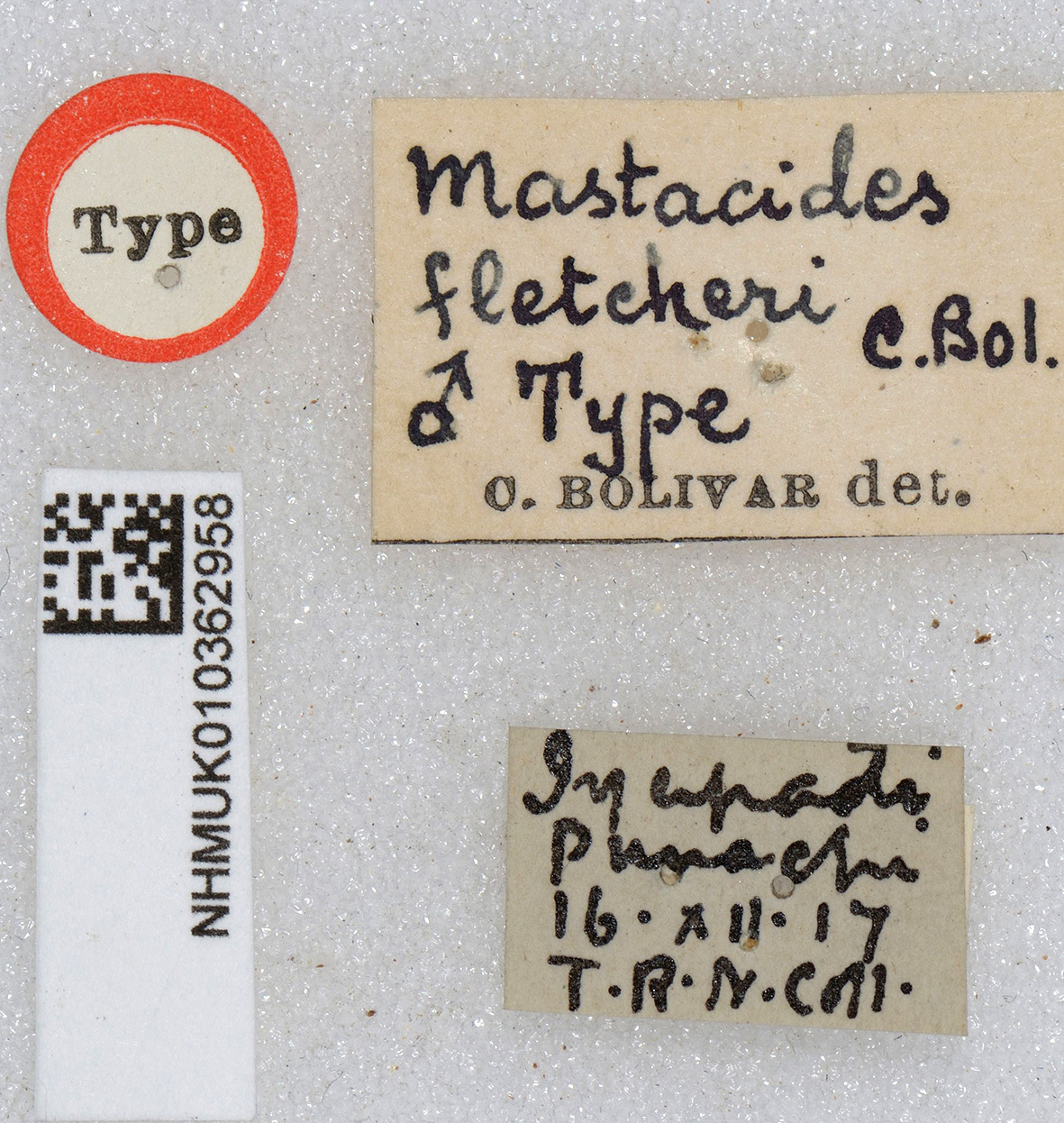 CollectionObject 1518087; 438e87c5-1556-4ab5-bd4a-cceec4405d7c, NHMUK010362958: labels (holotype). (CollectionObject).