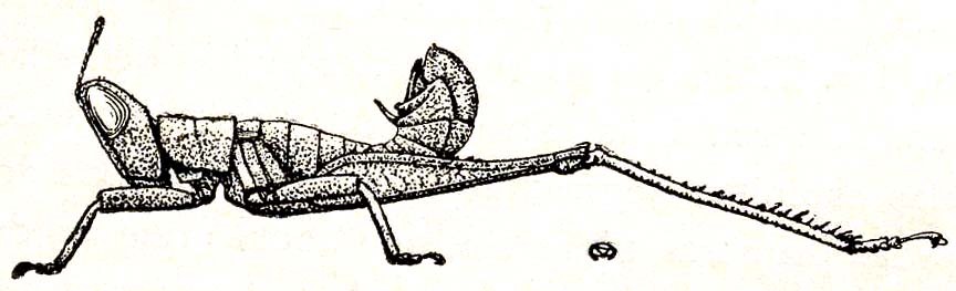Mastacides pupaeformis Bolívar, 1899: Fig. 126 (after type). male habitus. (Otu).