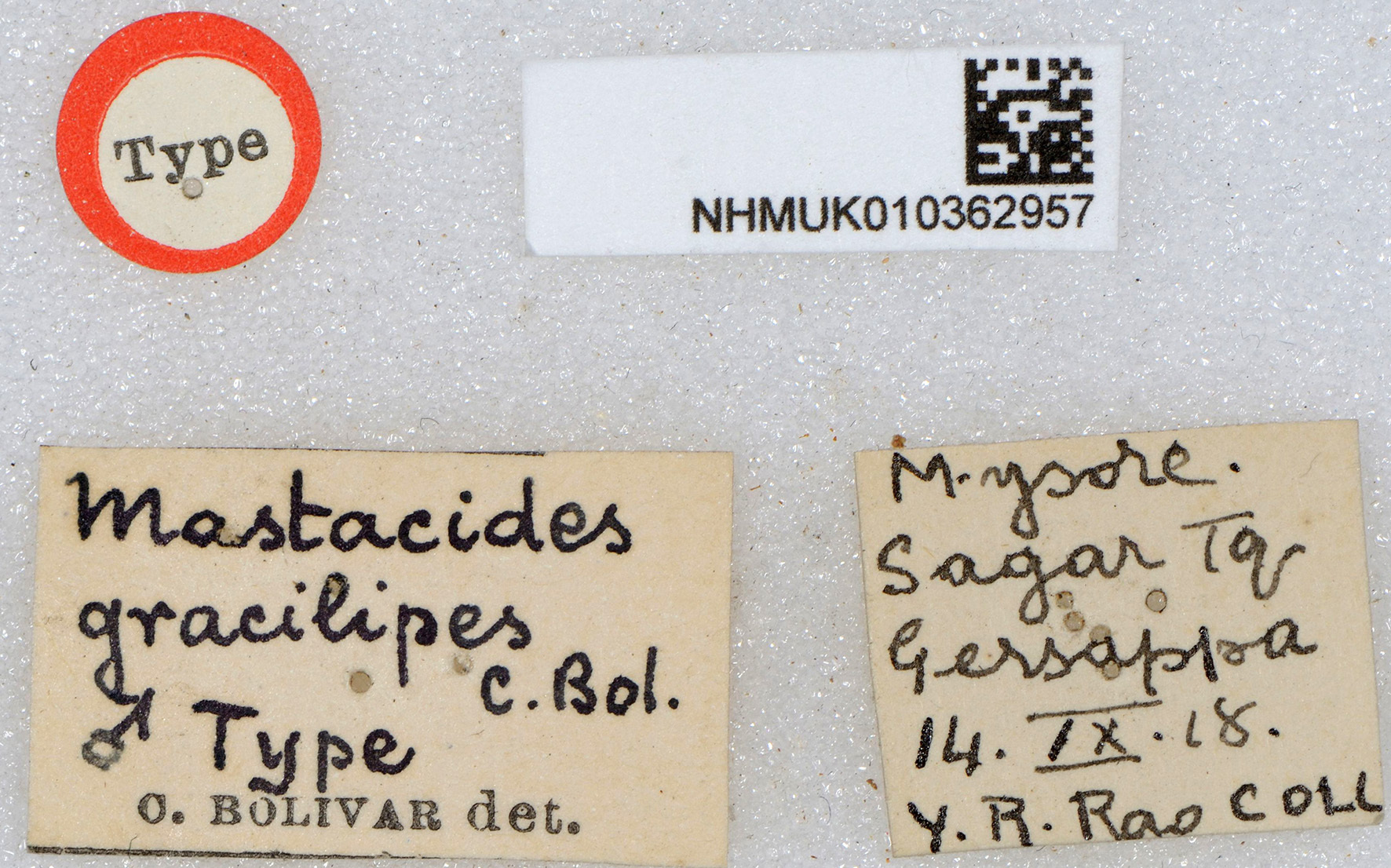 CollectionObject 1518090; c67f30b9-f56c-4650-ac77-fa3af98c4a25, NHMUK010362957: labels (holotype). (CollectionObject).