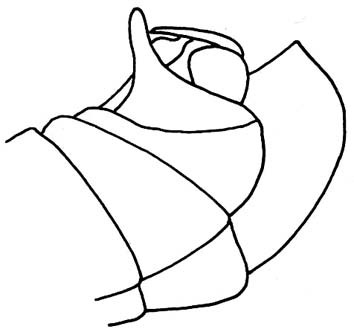 Paramastacides ramachendrai (Bolívar, 1930): Fig. 441. male abdomen tip, lateral view. (Otu).