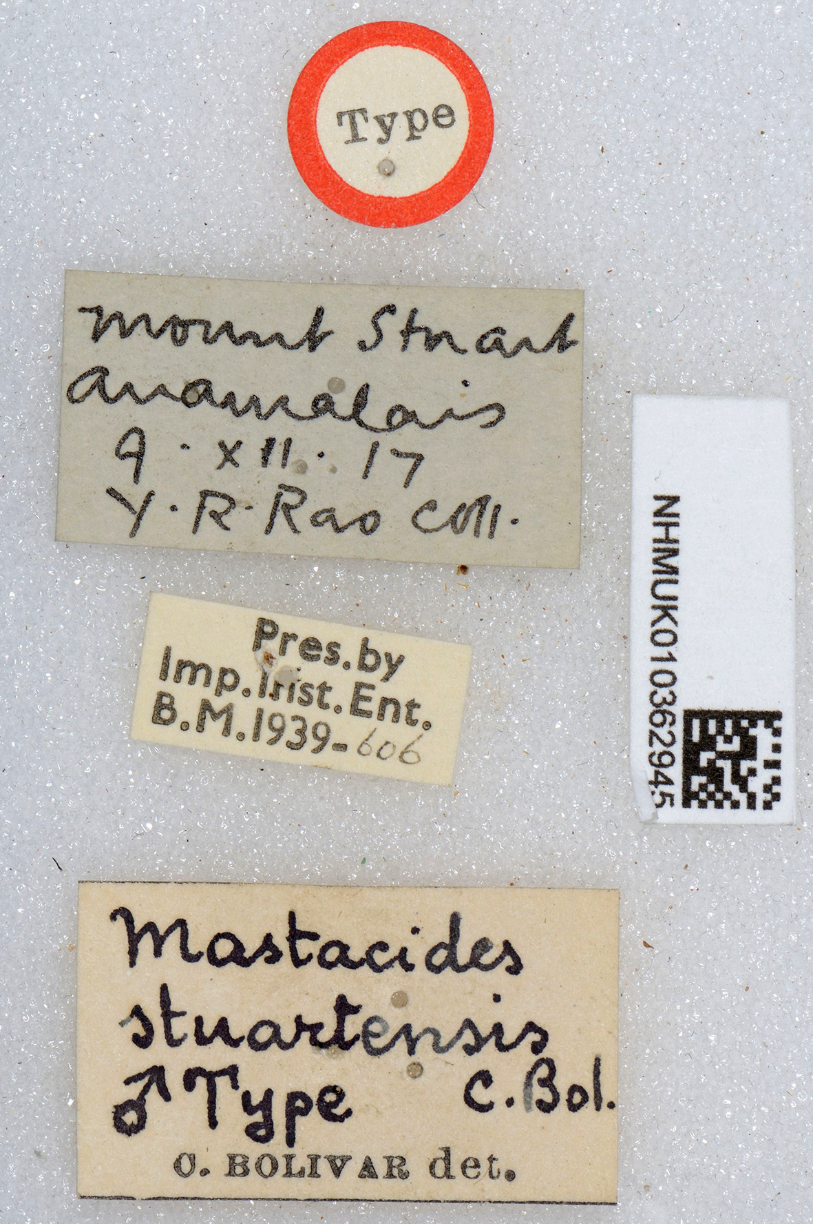 CollectionObject 1518092; de64dd7c-d291-4cf0-a84c-c007a2bfd148, NHMUK010362945: labels (holotype). (CollectionObject).