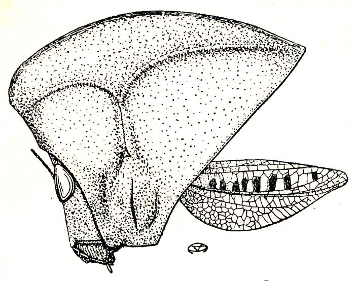 Phyllochoreia equa Burr, 1899: Fig. 8. female head, pronotum and elytron. (Otu).
