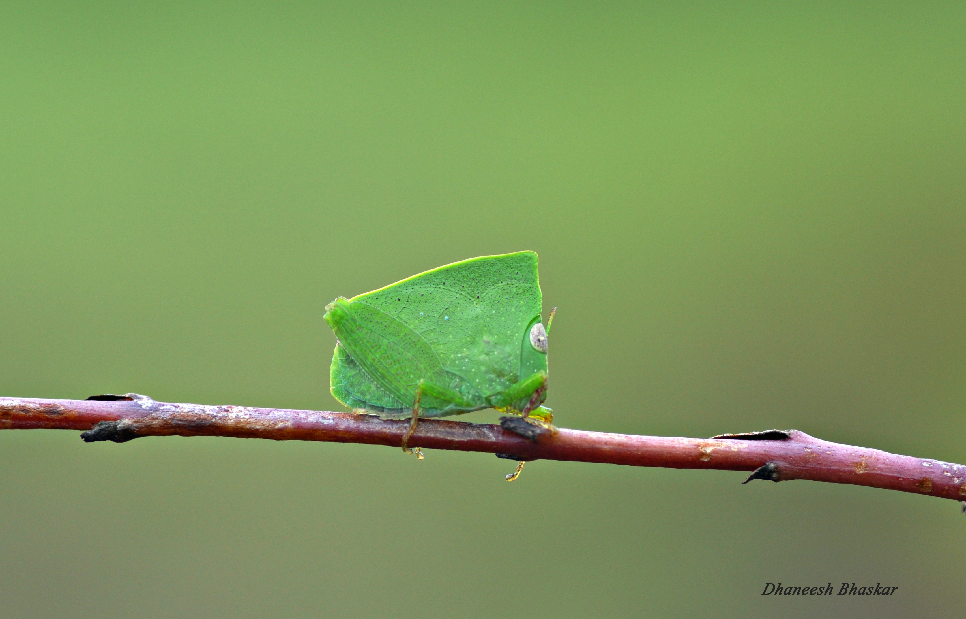 Phyllochoreia ramakrishnai Bolívar, 1914: male (north Kerala, laterite hilltop). (Otu).