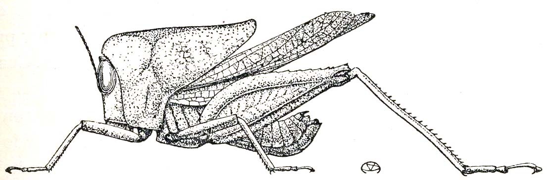 Phyllochoreia unicolor Westwood, 1839: Fig. 2 (type of ramakrsihnai). male habitus (body length 13 mm, pronotum 9 mm). (Otu).