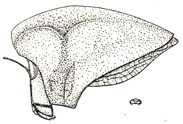 Phyllochoreia westwoodi Bolívar, 1930: Fig. 9. female head, pronotum (22 mm) and elytron (15 mm), lateral view. (Otu).