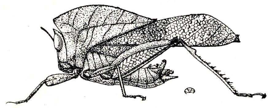 Xiphicera gallinacea (Fabricius, 1793): Fig. 21. male (from Lonaban, Borneo) (Acridium gallinaceum). (Otu).