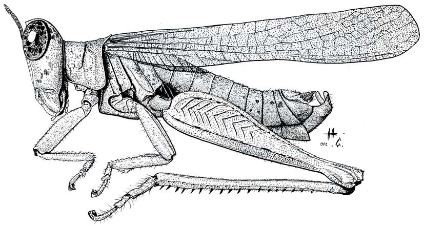 China mantispoides (Walker, 1870): Fig. 30. male habitus. (Otu).