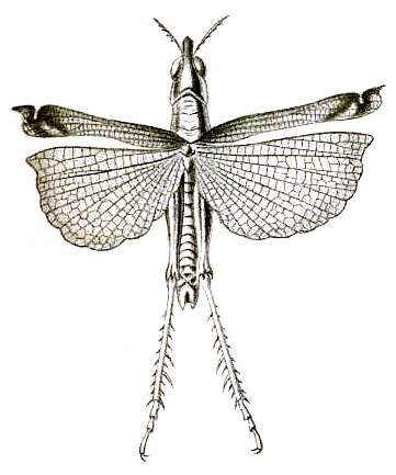 Eupatrides excelsus Brunner von Wattenwyl, 1898: Pl. XVIII, Fig.33. male (body length 22 mm, pronotum 3.8 mm, tegmina 14 mm, hind femora 11 mm). (Otu).