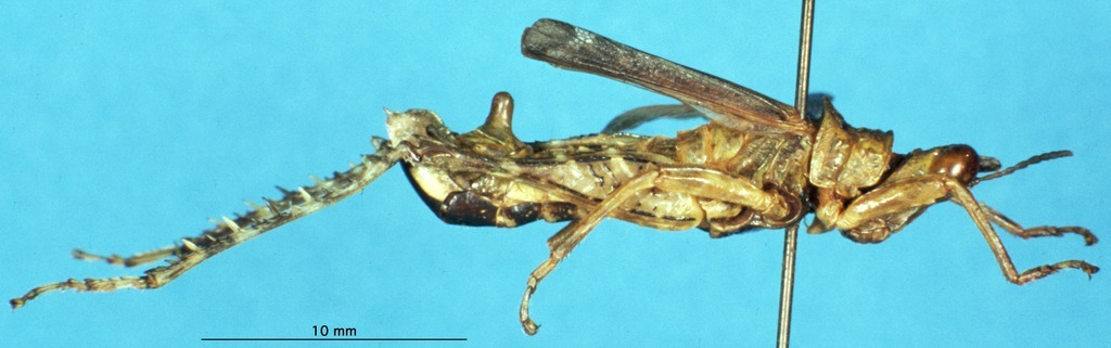 CollectionObject 1507045; 05a95948-22e5-4f46-8d45-8a91daf9c249: male, lateral view (holotype). (CollectionObject).