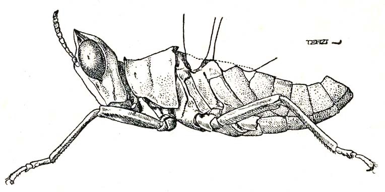 Bennia innotata (Walker, 1871): Fig. 69 (after type specimen?). male (reproduced frontleg right one, left one missing, as well as hindlegs and abdomen tip). (Otu).