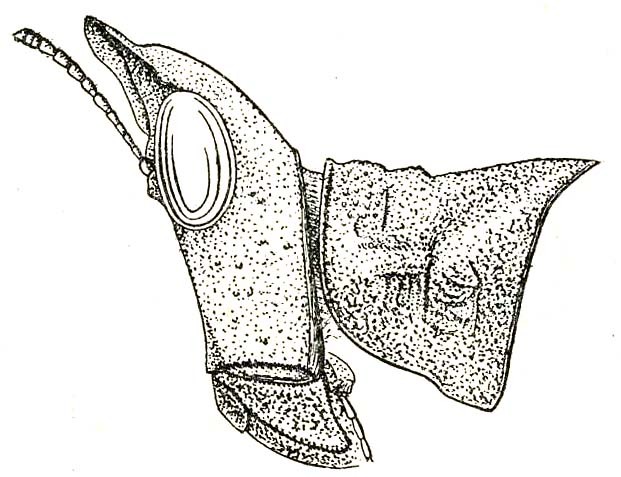 Bornerianthus obtusus (Burr, 1899): Fig. 65 (specimen from Río Baran). female head and pronotum. (Otu).