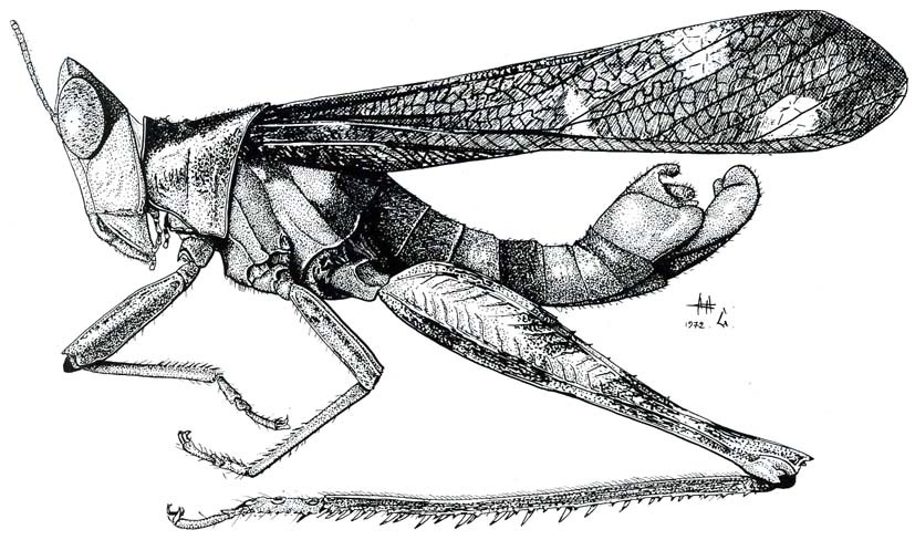 Erianthus dohrni Bolívar, 1914: Fig. 28. male habitus. (Otu).
