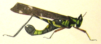 Erianthus guttatus (Westwood, 1841): Pl. XIII, Fig. 7. male habitus. (Otu).