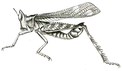 Erianthus versicolor Brunner von Wattenwyl, 1898: Pl. XVII, Fig. 30. male (body length 18 mm, pronotum 4 mm, tegmina 17 mm, hind femora 12 mm). (Otu).