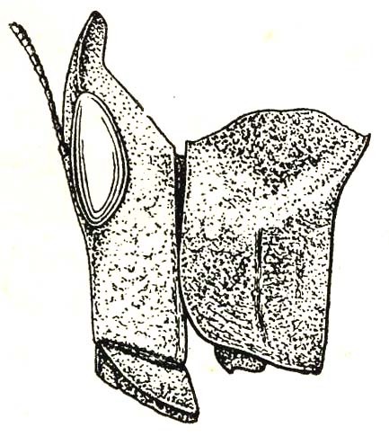 Pseuderianthus erectus (Karsch, 1889): Fig. 54 (specimen from Luzón). female head and pronotum. (Otu).