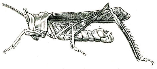 Xenerianthus affinis (Westwood, 1843): Pl. V, Fig. 48. male habitus (Erianthus acute-carinatus). (Otu).