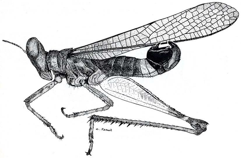 Erucius (Erucius) dimidiatipes luteipes Bolívar, 1930: Fig. 29. male habitus. (Otu).