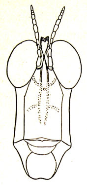 Karnydia gracilipes Ramme, 1941: Fig. 1. female face. (Otu).