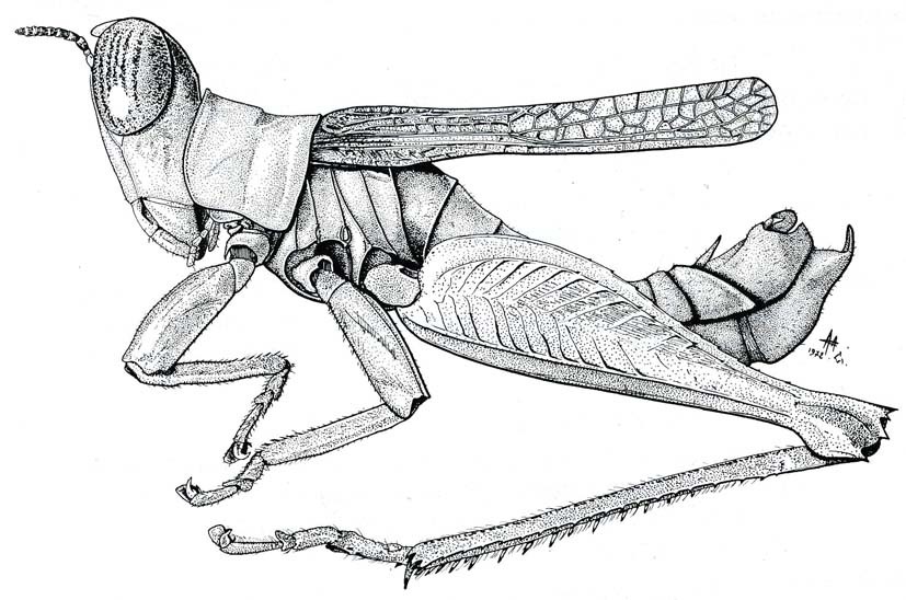 Mnesicles equatorialis Blackith, 1973: Fig. 31. male habitus. (Otu).