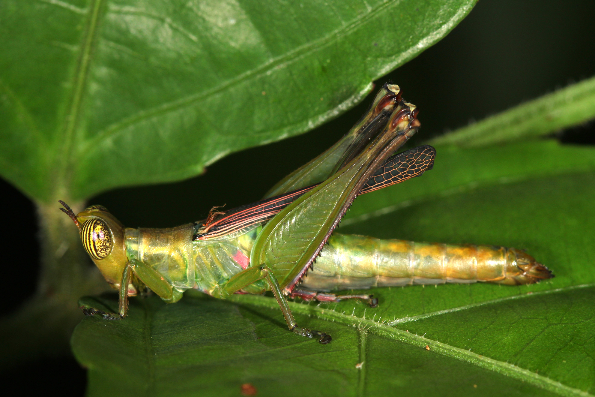 CollectionObject 1595846; 3fea3853-a2b8-4cab-9d93-1b6b1a6534f4: female (Sandakan). (CollectionObject).